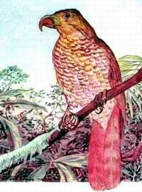 Gavil&aacute;n Caguarero (Chondrohierax wilsonii)