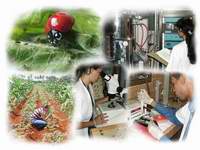Instituto de Investigaciones de Sanidad Vegetal 