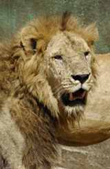 León