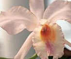 Orquídeas