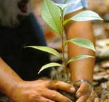 Reforestaci&oacute;n