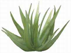 Sábila