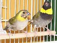 Tomegu�n del Pinar (Tiaris canora)
