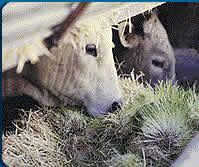 Vacas