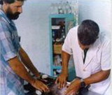 Veterinaria