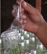 Vitroplantas en Cuba