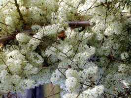 Panal de abejas