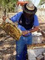Miel de abeja