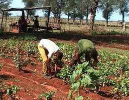 Agricultura