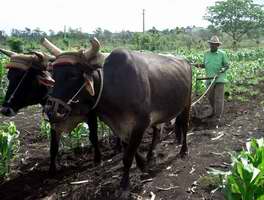 Agricultura cubana