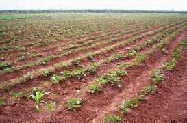 Limpia de malas hierbas y en permanente rotaci&oacute;n est&aacute;n sus 48 caballer&iacute;as de tierra dedicadas a los cultivos varios