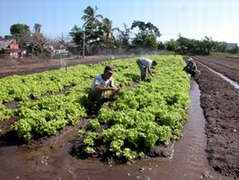 Agricultura urbana en Camag&uuml;ey