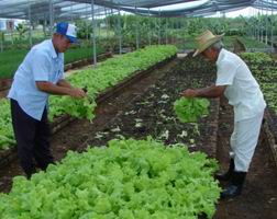 Agricultura urbana