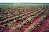 Agricultura