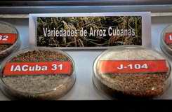 Variedades de arroz cubano