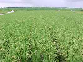 Campo de arroz