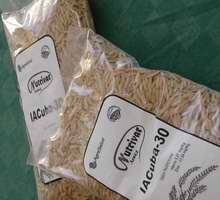 Arroz IACuba-30