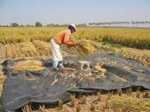 Llaman a campesinos cubanos a incrementar el cultivo de arroz