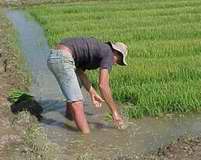 Cosecha del arroz