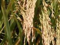 Espiga de arroz