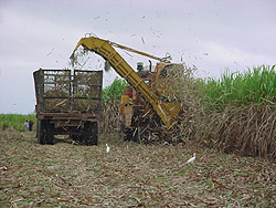 Combinado ca&ntilde;ero