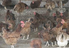 Gallinas