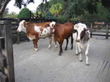Ganado