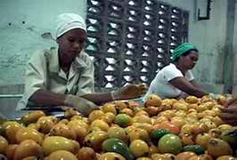 F&aacute;brica de pulpa de mango en Granma