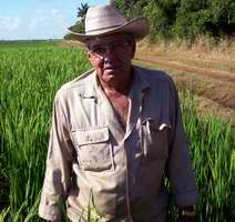 Luis Morej&oacute;n, trabajador arrocero