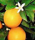 naranja