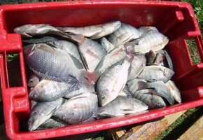 Pesca