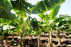 Cultivo de pl&aacute;tano