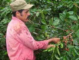 Recogida de café
