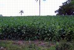 Cultivo de tabaco