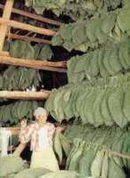 Cujes de tabacos cosechados