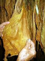 Hoja de tabaco