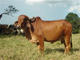 Toro