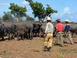Toros