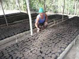 Asegura Granma m&aacute;s de dos millones de posturas para el fomento de &aacute;reas cafetaleras