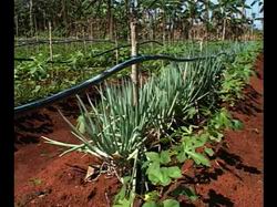 Vivero