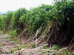 Plantaci&oacute;n de yuca