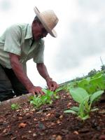 Agricultura urbana