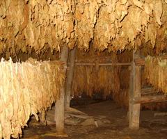 Casa de tabaco