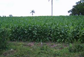 Vega de tabaco