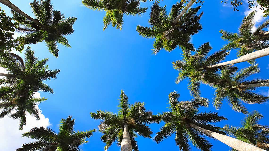 La Palma Real, entrañable para los cubanos