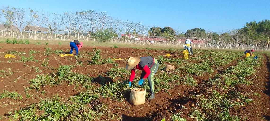 Empresa cienfueguera Horquita comenzó la cosecha y comercialización de papas