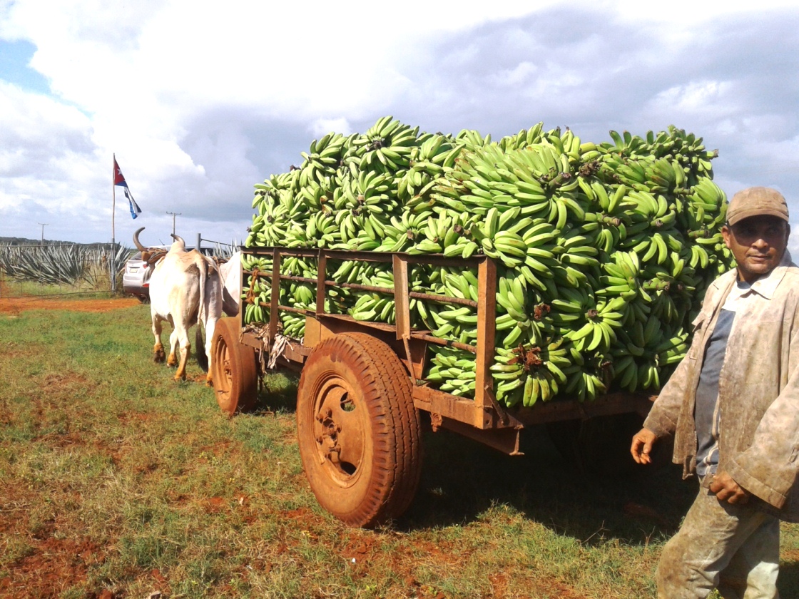 Sproducción de alimentos Cienfuegos