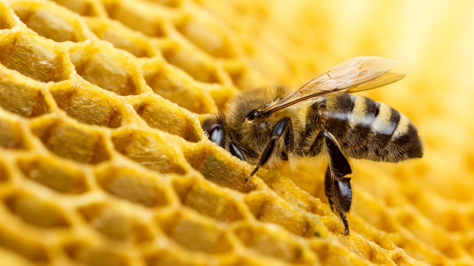miel de abeja