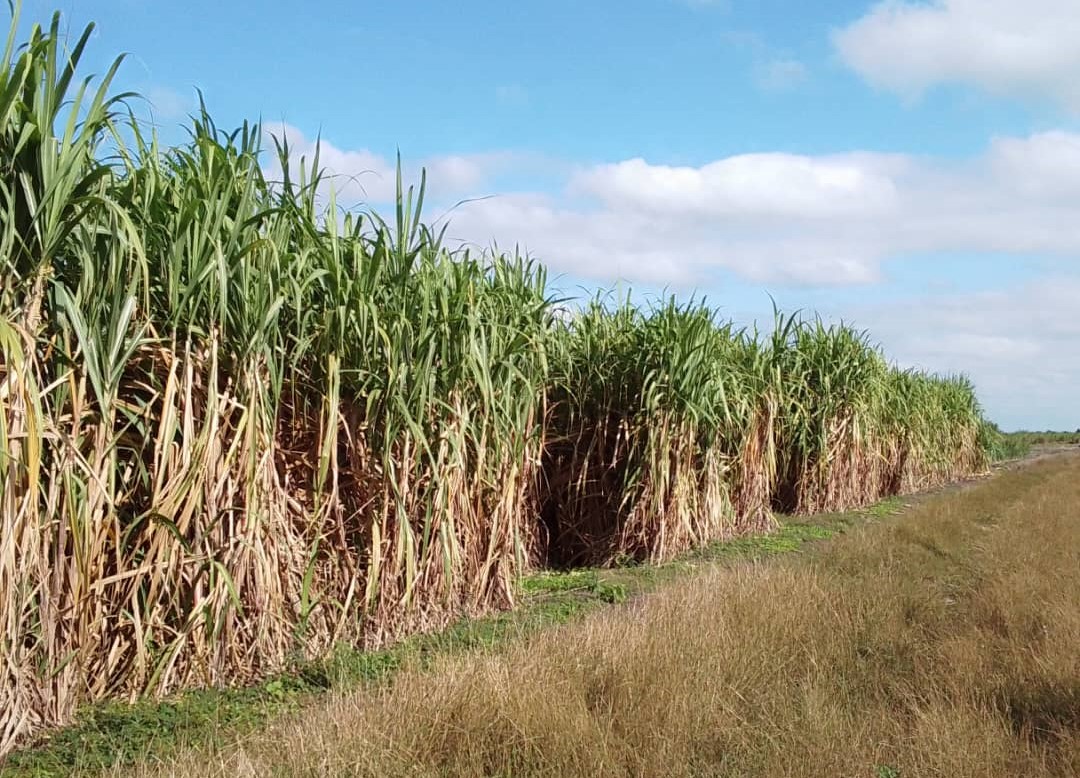 INICA Villa Clara rescata variedades de caña de azúcar