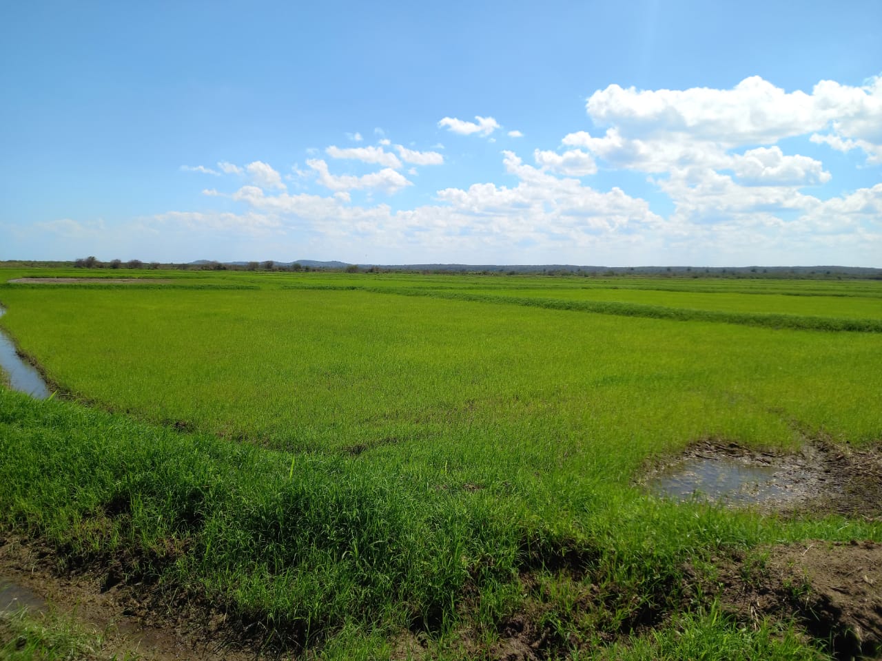 Polo arrocero Corralillo